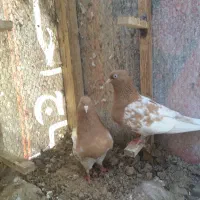 کبوتر|پرنده|جهرم, |دیوار