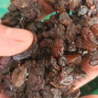 شیره ای کشمش (پخش کشمش