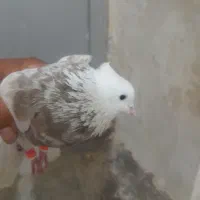 فروش 1نر اجری|پرنده|لامرد, |دیوار