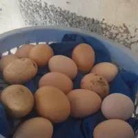 تخم مرغ محلی و رسمی عزیز آباد بعد از سد کمندان