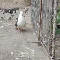 کفتر|پرنده|قم, ولیعصر|دیوار