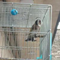 سهره شیرین کار جفتی