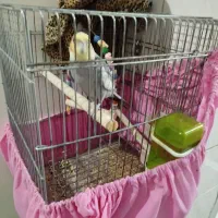 عروس هلندی یک سال خورده ای|پرنده|الیگودرز, |دیوار