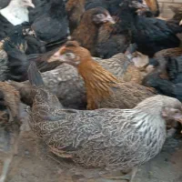 جوجه مرغ و خروس