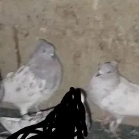 کبوتر کله ای|پرنده|پارس‌آباد, |دیوار