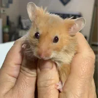 همستر مادر|موش و خرگوش|بوشهر, |دیوار