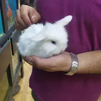 خرگوش لوپ در رنگهای متنوع با قیمت‌های عالی