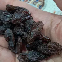 مویز خرمایی