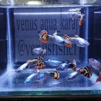 دنیای آکواریوم و ماهی شاپ در کرج فیش سنتر