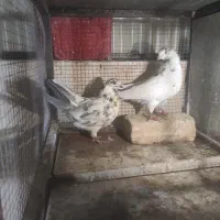 شیش جفت کفتر پرشی|پرنده|شاهینشهر, عطار|دیوار