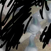 کفتر کبوتر پلاکی پرشی