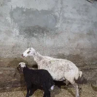 میش بره نر