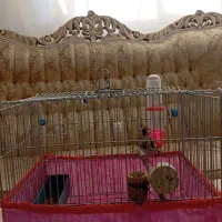 پرنده|پرنده|اراک, |دیوار