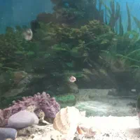 ماهی پرت پلار