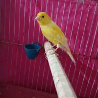 قناری نر دهن زن. ماده اماده|پرنده|مرودشت, ابوذر شمالی|دیوار