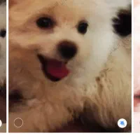 حیوان|سگ|قم, لسانی|دیوار