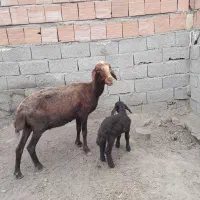 گوسفند بره دار