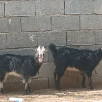 دو عدد کهر ماده