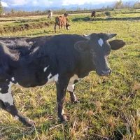 سلام یک راس لیشه دوردورک قیمت ۷۵تومان|حیوانات مزرعه|سنگر, |دیوار