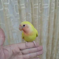 کوتوله برزیلی رام(دستی)|پرنده|گناباد, |دیوار