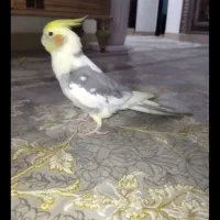 طوطی عروس هلندی سخنگو