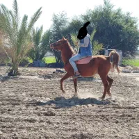 اسب ماده  سواری دار