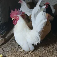 فروش 3خروس|حیوانات مزرعه|کرانی, |دیوار