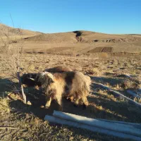 فروش بره قوچ|حیوانات مزرعه|فریدونشهر, |دیوار