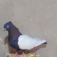 رنگی