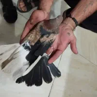 سلام عکسی کبوتر دورنگ سرصاف داره