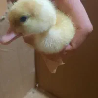 جوجه اردک