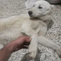 سگ سفید ماده|سگ|مینودشت, |دیوار