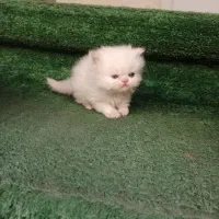 توله گربه پرشین رد پوینت