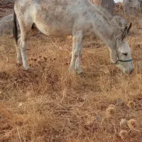 فروش یک خرماده