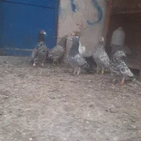 کبوتر کوهی دورگ|پرنده|باوی, |دیوار