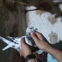 کبوتر جفتگاه