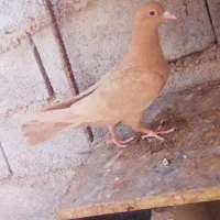 سهره