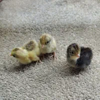 جوجه بلدرچین مینیاتوری زیبا