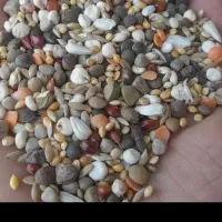 کبوترگندم ارزن جو مخلوط کبوتردان پرندگان