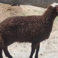 یک راس بره نر مهربان افشار به فروش میرسد