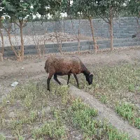 گوسفند