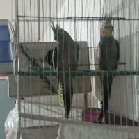 جفت عروس هلندی|پرنده|هریس, |دیوار