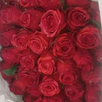 گل رز هلندی