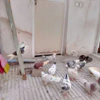 کبوتر تهرانی