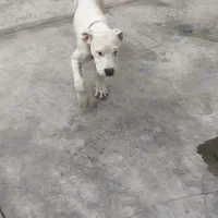 توله داگو|سگ|رباطکریم, شهرک صنعتی صباشهر|دیوار