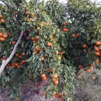 استخدام کارگر باغ نیروی باغ کشاورزی|استخدام سرایداری و نظافت|بندرعباس, |دیوار