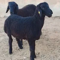 همو مشکی و قزل
