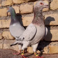 کفتر سار هفترنگ لیمویی آلمانی زرد سبز کاریر|پرنده|مشهد, شهید معقول|دیوار