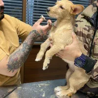 واگذاری رایگان سگ به خونواده حیوون دوست(فقط خانوم)