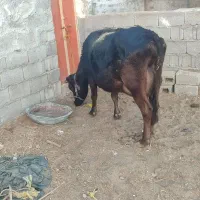 فروش دو راس گاو درجه یک|حیوانات مزرعه|لامرد, |دیوار